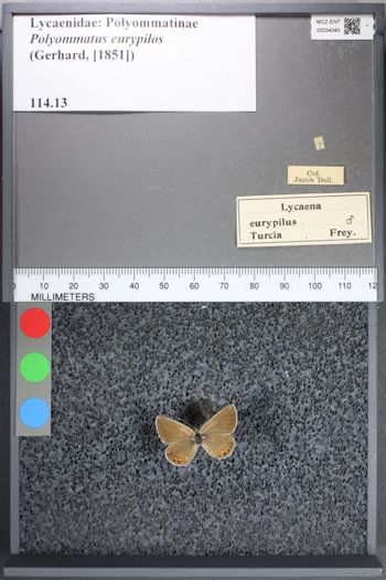 Media type: image;   Entomology 54040